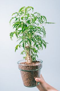 クリアポットで育てるポリシャス