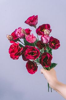 ルビーカラーのトルコキキョウ