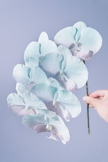 ユニコーンカラーのファレノ