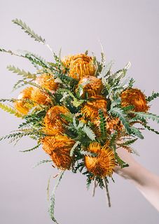 【11月のお買い得】ドライアンドラ「フォルモーサ」