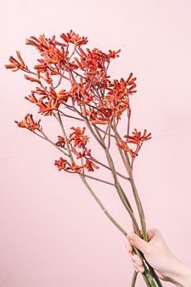 トワイライトレッドのカンガルーポー（ロングサイズ）