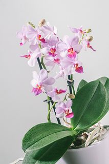 テーブルミディファレノ「アンナララティ」