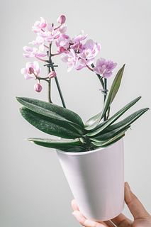 テーブルミディファレノ「ダイヤモンドサクラ」