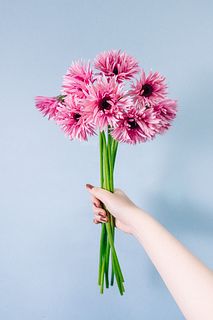 ガーベラ「イギー」