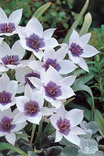 【産直】原種チューリップ「サファイヤスター」栽培キット