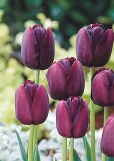 【産直】チューリップ「クインオブナイト」栽培キット