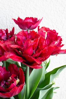 【産直】チューリップ「クランベリーシスル」栽培キット