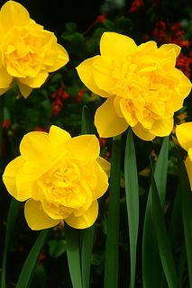 【産直】八重咲きスイセン「ディックウェルデン」栽培キット