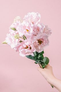 ピンクのトルコキキョウ