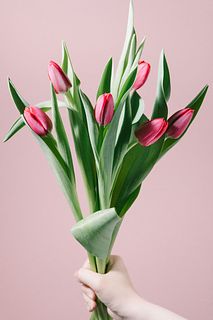 早咲き赤いチューリップ