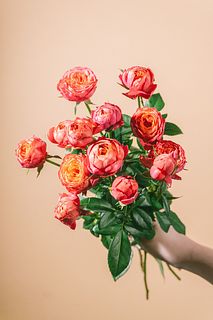 希少品種ローズ「みちくさ」