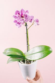 テーブルミディファレノ「モルディブ」