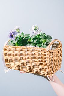 フリル咲きパンジー「フェデネージュブルー」のバスケットセット