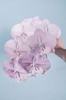 ライラックピンクのファレノ