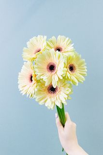 ガーベラ「エクレア」