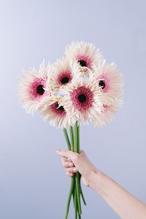 ガーベラ「スタント」（8本）