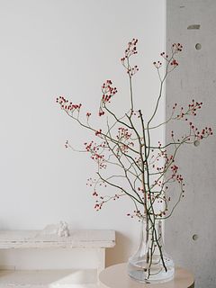 野バラ「ゾーンレスローズ」（ロングサイズ）