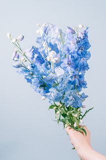 シンデレラカラーのデルフィニウム