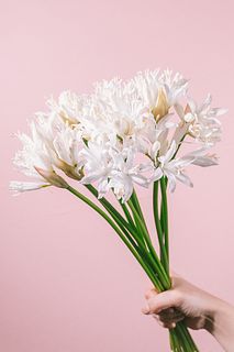 たっぷり「ダイヤモンドリリー」（8本）