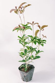 四季咲き「キンモクセイの鉢」