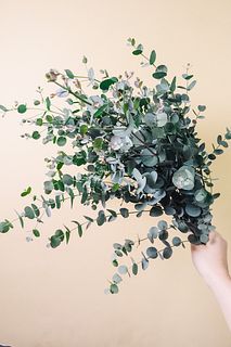 さわやかフレッシュユーカリ