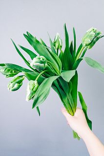 センティアのチューリップ「スーパーパーロット」