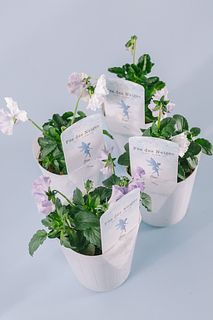 フリル咲きパンジー「フェデネージュブルー」（4鉢セット）