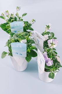 青色パンジーとビオラ（4鉢セット）