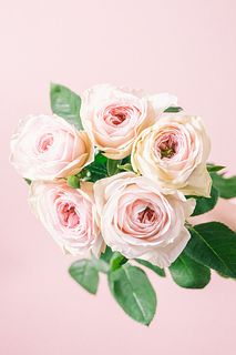 新品種ローズ「バレリーナサマーハウス」