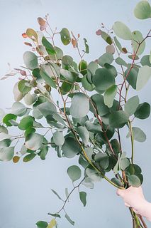 ユーカリ「ポポラス」（ロングサイズ）