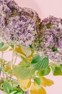 秋色紫陽花「ごきげんよう」