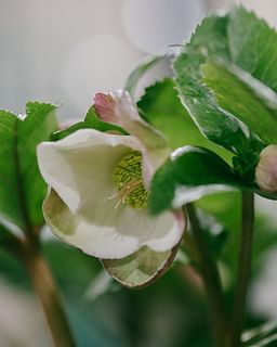 クリスマスローズ 氷の薔薇「アーリーローズ」