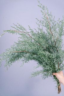 秋葉さんのブルーアイス（ロングサイズ）