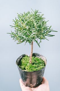 まんまる仕立てのローズマリー