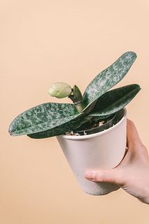 【レスキュー】希少パフィオペディラム「ベラチュラム」