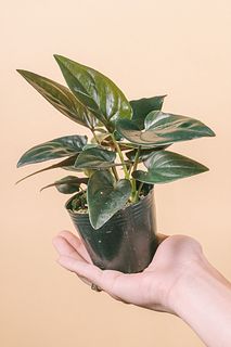 シンゴニウム「チョコレート」