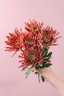 マム「トゥーラカーメラ」