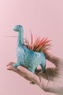 ブラキオサウルスとチランジア「イオナンタ フエゴ」