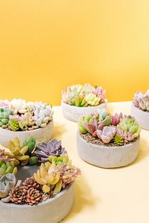 リース型の多肉植物