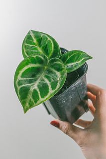 希少なアンスリウム「ドラヤキ」