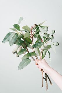 ベルガムナッツのスワッグ