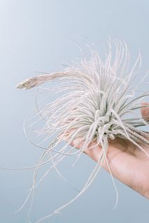 希少チランジア「花芽付きテクトルム」