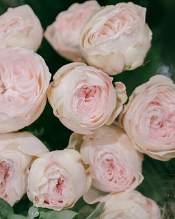 高級ローズ「アンティークウェディング」