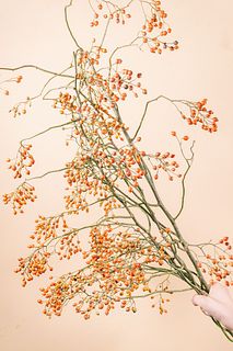 赤く色づくのばらの実（ロングサイズ）