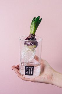 【産直】バルブベース付きヒヤシンス水栽培キット（ブルー）