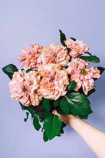 やぎバラ園の「ラロック」（6本）