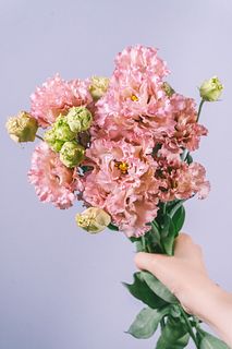 アンティークピンクのトルコキキョウ