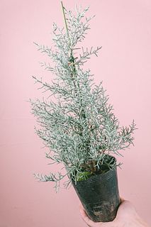 香るブルーアイスの鉢