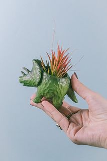 トリケラトプスとチランジア「イオナンタ フエゴ」