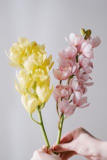 【産直】石田蘭園のシンビジウム「ピンクとイエロー」（2本）